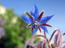 BORAGE OIL - Carrier & Vegetable Oil